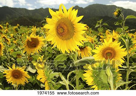 Stock Photography - Hawaii, Oahu, North Shore, Sunflower Field.. Fotosearch