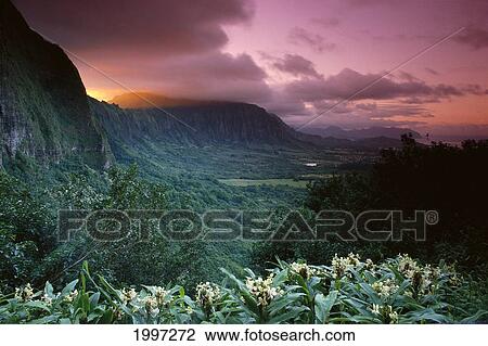 Stock Image - Hawaii, Oahu, Nuuanu Pali State Park, Ko'olau Mountains, Ginger Foreground Twilight A43G. Fotosearch