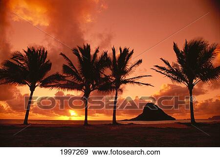Stock Photo - Hawaii, Oahu, Orange Yellow Sunrise At Chinaman's Hat, Palms Silhouetted A42G. Fotosearch