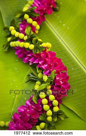 Hawaii, Oahu, Orchid Lei On Banana Leaves. View Large Photo Image Stock Image - Hawaii, Oahu, Orchid Lei On Banana Leaves.. Fotosearch