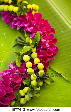 Stock Image - Hawaii, Oahu, Orchid Lei On Banana Leaves.. Fotosearch
