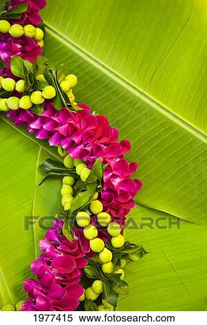 Stock Photography - Hawaii, Oahu, Orchid Lei On Banana Leaves.. Fotosearch