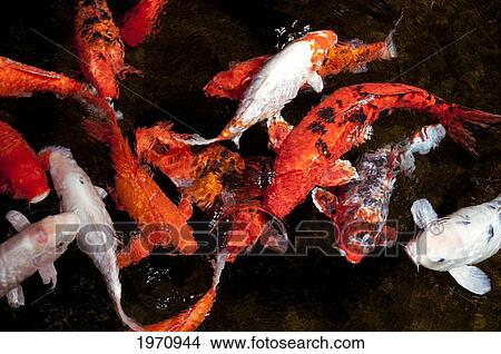 Picture - Hawaii, Oahu, Pagoda Hotel, Movement Of Japanese Koi.. Fotosearch