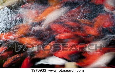 Stock Image - Hawaii, Oahu, Pagoda Hotel, Movement Of Japanese Koi.. Fotosearch