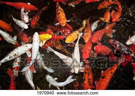 Stock Image - Hawaii, Oahu, Pagoda Hotel, Movement Of Japanese Koi.. Fotosearch