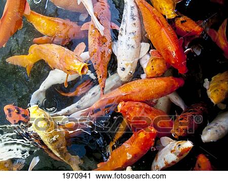 Stock Image - Hawaii, Oahu, Pagoda Hotel, Movement Of Japanese Koi.. Fotosearch