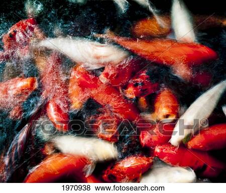 Hawaii, Oahu, Pagoda Hotel, Movement Of Japanese Koi. View Large Photo Image Stock Photo - Hawaii, Oahu, Pagoda Hotel, Movement Of Japanese Koi.. Fotosearch