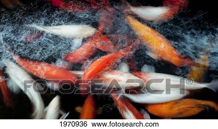 Stock Photograph - Hawaii, Oahu, Pagoda Hotel, Movement Of Japanese Koi.. Fotosearch