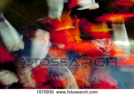 Stock Photography - Hawaii, Oahu, Pagoda Hotel, Movement Of Japanese Koi.. Fotosearch