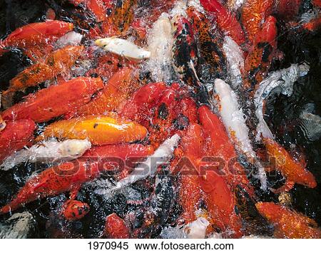 Stock Photography - Hawaii, Oahu, Pagoda Hotel, Movement Of Japanese Koi.. Fotosearch