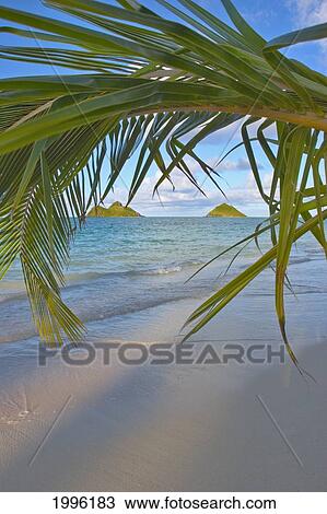 Stock Image - Hawaii, Oahu, Palm Fronds Overhang On Lanikai Beach With Mokulua Islands In Background. Fotosearch