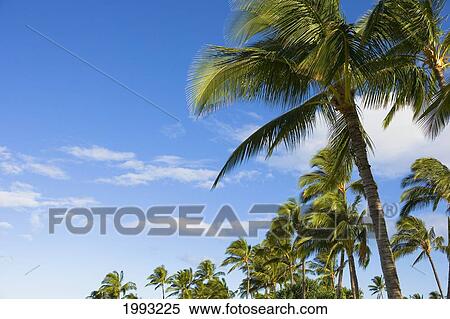 Hawaii, Oahu, Palm Trees Against Blue Sky And Clouds View Large Photo Image Stock Photography - Hawaii, Oahu, Palm Trees Against Blue Sky And Clouds. Fotosearch