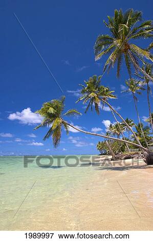 Stock Photo - Hawaii, Oahu, Palm Trees On A Tropical Lagoon Over Crystal Clear Water. Fotosearch