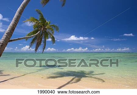 Stock Image - Hawaii, Oahu, Palm Trees Overhang A Beautiful Tropical Lagoon. Fotosearch