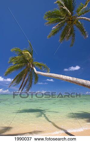 Hawaii, Oahu, Palm Trees Overhang A Beautiful Tropical Lagoon View Large Photo Image Stock Photo - Hawaii, Oahu, Palm Trees Overhang A Beautiful Tropical Lagoon. Fotosearch