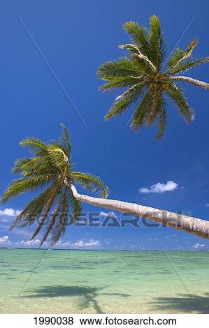 Stock Photo - Hawaii, Oahu, Palm Trees Overhang A Beautiful Tropical Lagoon. Fotosearch