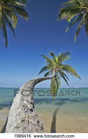 Hawaii, Oahu, Palm Trees Overhang The Ocean On A Clear Blue Day. View Large Photo Image Stock Photograph - Hawaii, Oahu, Palm Trees Overhang The Ocean On A Clear Blue Day.. Fotosearch