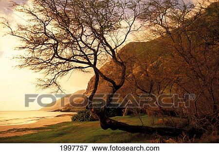 Hawaii, Oahu, Scenic View Of Beach Near Yokohama Bay, Soft Focus View Large Photo Image Stock Photo - Hawaii, Oahu, Scenic View Of Beach Near Yokohama Bay, Soft Focus. Fotosearch