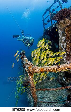Hawaii, Oahu, School Of Blue Striped Snapper Fish; Waikiki, Diver Exploring Sea Tiger Ship Wreck View Large Photo Image Stock Photo - Hawaii, Oahu, School Of Blue Striped Snapper Fish; Waikiki, Diver Exploring Sea Tiger Ship Wreck. Fotosearch