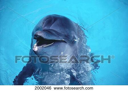 Hawaii, Oahu, Sea Life Park, Bottlenose Dolphin, Close-Up Of Face View Large Photo Image Stock Photograph - Hawaii, Oahu, Sea Life Park, Bottlenose Dolphin, Close-Up Of Face. Fotosearch