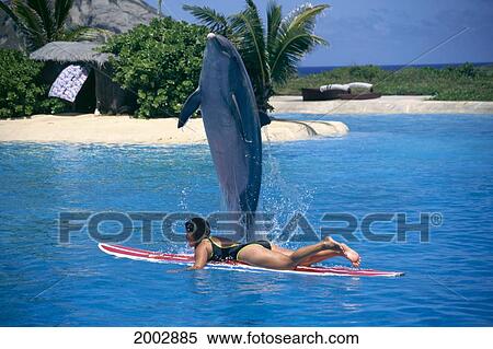 Hawaii, Oahu, Sea Life Park, Close-Up Of Dolphin Jumping Over Woman On Surfboard View Large Photo Image Stock Photography - Hawaii, Oahu, Sea Life Park, Close-Up Of Dolphin Jumping Over Woman On Surfboard. Fotosearch