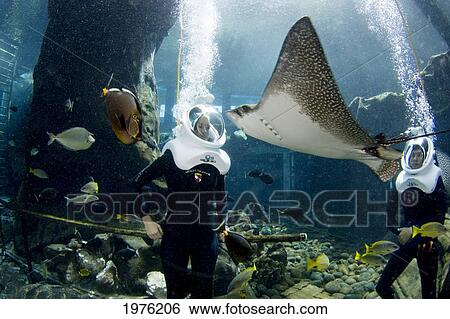 Hawaii, Oahu, Sea Life Park, People Experiencing Underwater Sea Trek Adventure. View Large Photo Image Stock Photograph - Hawaii, Oahu, Sea Life Park, People Experiencing Underwater Sea Trek Adventure.. Fotosearch