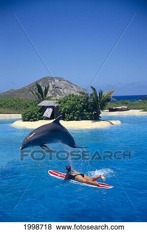 Hawaii, Oahu, Sea Life Park, Woman Lays On Surfboard, Dolphin Jumping Over View Large Photo Image Stock Photo - Hawaii, Oahu, Sea Life Park, Woman Lays On Surfboard, Dolphin Jumping Over. Fotosearch