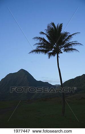 Stock Photo - Hawaii, Oahu, Silhouette Of Palm Tree At Kualoa Ranch.. Fotosearch