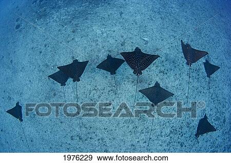 Hawaii, Oahu, Spotted Eagle Rays (Aetobatus Narinari), View From Above. View Large Photo Image Stock Photo - Hawaii, Oahu, Spotted Eagle Rays (Aetobatus Narinari), View From Above.. Fotosearch