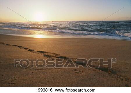 Hawaii, Oahu, Sunset Beach, Solitary Footprints On Sandy Beach, Incoming Gentle Tide And Foamy Water View Large Photo Image Stock Photograph - Hawaii, Oahu, Sunset Beach, Solitary Footprints On Sandy Beach, Incoming Gentle Tide And Foamy Water. Fotosearch