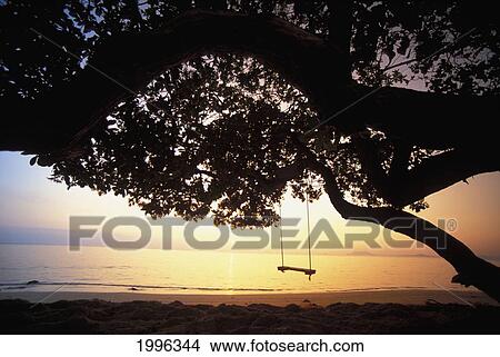 Picture - Hawaii, Oahu, Tree Swing Silhouetted Against Beach And Calm Ocean At Sunrise. Fotosearch
