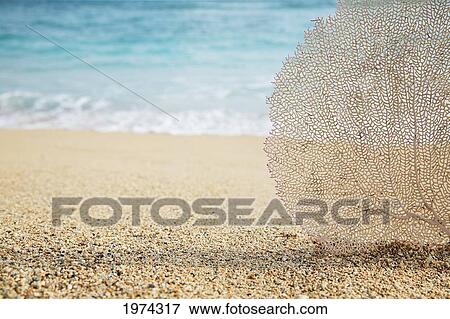Stock Photo - Hawaii, Oahu, Turquoise Ocean With Beautiful Coral Element On The Sand.. Fotosearch