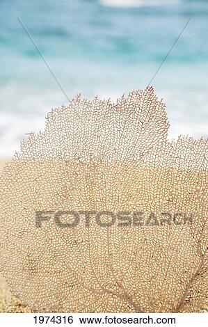 Stock Photograph - Hawaii, Oahu, Turquoise Ocean With Beautiful Coral Element On The Sand.. Fotosearch