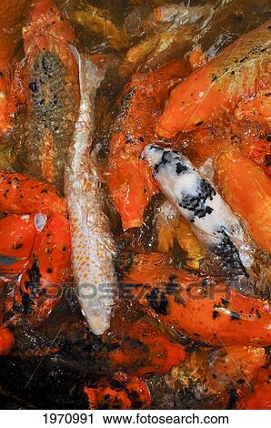 Stock Image - Hawaii, Oahu, Valley Of The Temple, Koi Fish Pond. Fotosearch