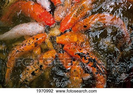 Stock Image - Hawaii, Oahu, Valley Of The Temple, Koi Fish Pond. Fotosearch
