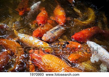 Stock Image - Hawaii, Oahu, Valley Of The Temple, Koi Fish Pond. Fotosearch