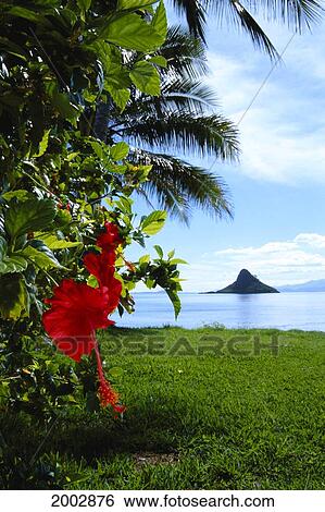 Hawaii, Oahu, View Of Chinaman's Hat, Blue Sky, Red Hibiscus, Palm Leaf View Large Photo Image Stock Photograph - Hawaii, Oahu, View Of Chinaman's Hat, Blue Sky, Red Hibiscus, Palm Leaf. Fotosearch