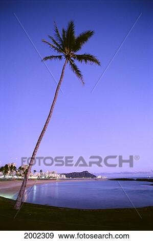 Stock Photo - Hawaii, Oahu, View Of Diamond Head During Purple Blue Sunset, Palm In Foreground, Calm Water. Fotosearch