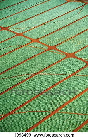 Stock Photo - Hawaii, Oahu, Wahiawa, Aerial View Of Pineapple Fields. Fotosearch