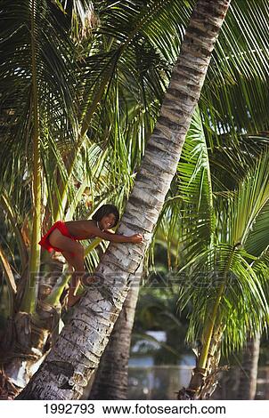 Hawaii, Oahu, Waianae Coast, Boy Climbs Coconut Palm Tree. View Large Photo Image Stock Image - Hawaii, Oahu, Waianae Coast, Boy Climbs Coconut Palm Tree.. Fotosearch