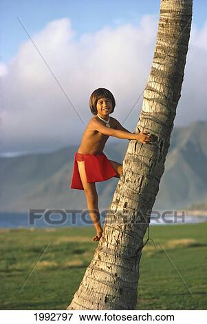 Stock Photo - Hawaii, Oahu, Waianae Coast, Boy Climbs Coconut Palm Tree.. Fotosearch