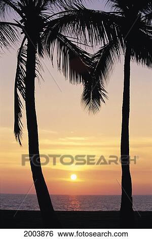 Stock Photograph - Hawaii, Oahu, Waianae Coast, View Of Sunset Between Two Palm Trees, Golden Sky. Fotosearch