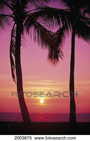 Hawaii, Oahu, Waianae Coast, View Of Sunset Between Two Palm Trees, Pink Hues View Large Photo Image Stock Photography - Hawaii, Oahu, Waianae Coast, View Of Sunset Between Two Palm Trees, Pink Hues. Fotosearch