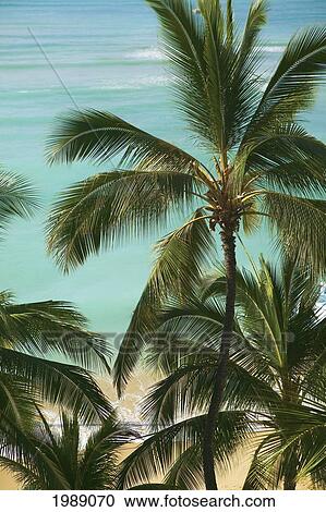 Hawaii, Oahu, Waikiki Beach Tall Palm Tree Over Turquoise Ocean. View Large Photo Image Stock Image - Hawaii, Oahu, Waikiki Beach Tall Palm Tree Over Turquoise Ocean.. Fotosearch