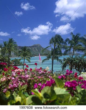 Hawaii, Oahu, Waikiki, Diamond Head, Pink Sailboat, Bougainvillea A42H View Large Photo Image Stock Photo - Hawaii, Oahu, Waikiki, Diamond Head, Pink Sailboat, Bougainvillea A42H. Fotosearch
