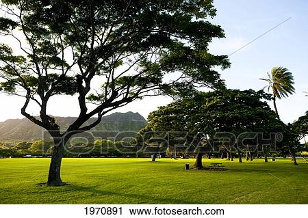 Stock Image - Hawaii, Oahu, Waikiki, Kapiolani Park Just Before Sunset.. Fotosearch