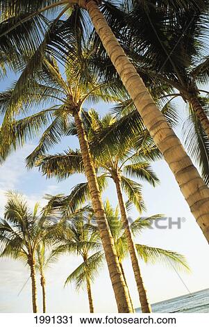Hawaii, Oahu, Waikiki, Many Palm Trees Against Blue Sky From Below View Large Photo Image Stock Image - Hawaii, Oahu, Waikiki, Many Palm Trees Against Blue Sky From Below. Fotosearch