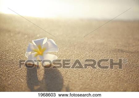 Stock Image - Hawaii, Oahu, Waikiki, Single Plumeria Flower On The Sand. Fotosearch