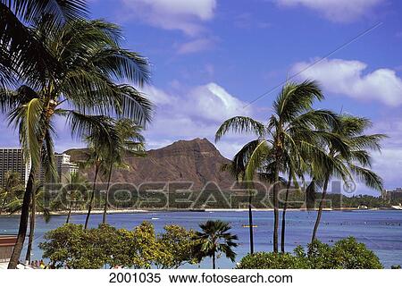 Hawaii, Oahu, Waikiki Trees And Palms Front, Ocean Activity Diamond Head Background Blue Sky White Puffy Clouds D1539 View Large Photo Image Stock Photography - Hawaii, Oahu, Waikiki Trees And Palms Front, Ocean Activity Diamond Head Background Blue Sky White Puffy Clouds D1539. Fotosearch