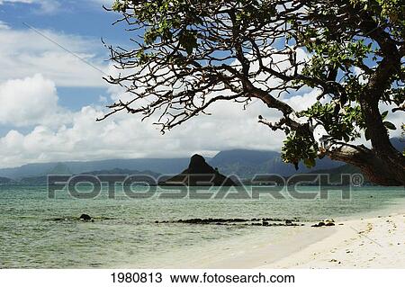 Stock Image - Hawaii, Oahu, Windward, Chinaman's Hat, Calm Water, Sandy Beach With Tree.. Fotosearch